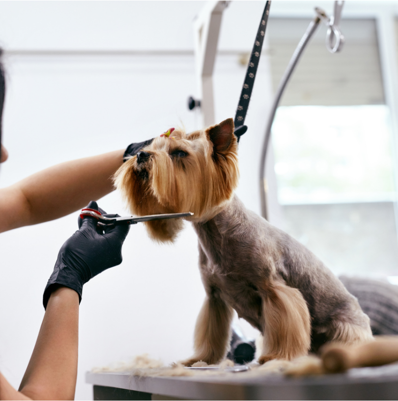 🐶Pet Services